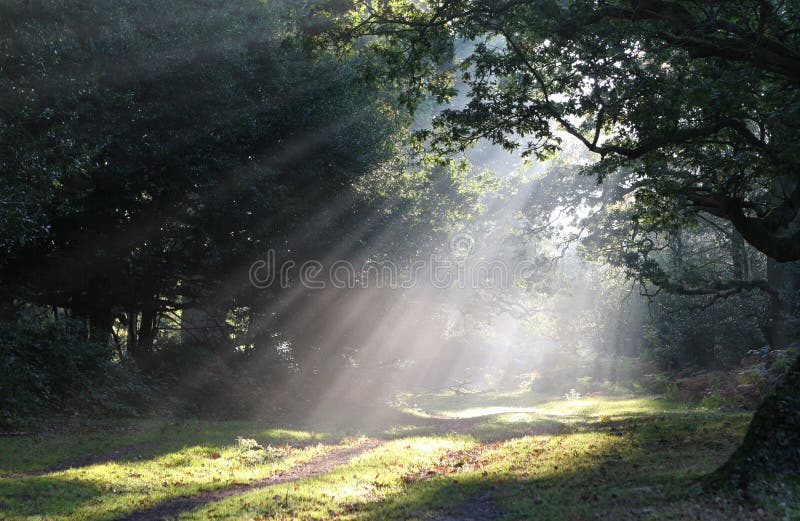 Shafts of morning sunlight lighting a forest path __ focus on center. Shafts of morning sunlight lighting a forest path __ focus on center