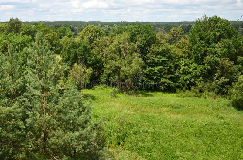 Glade dans une forêt mixte de pins décidus d'Europe du Nord photographie stock libre de droits Glade dans une forêt mixte de pins décidus d'Europe du Nord photographie stock libre de droits