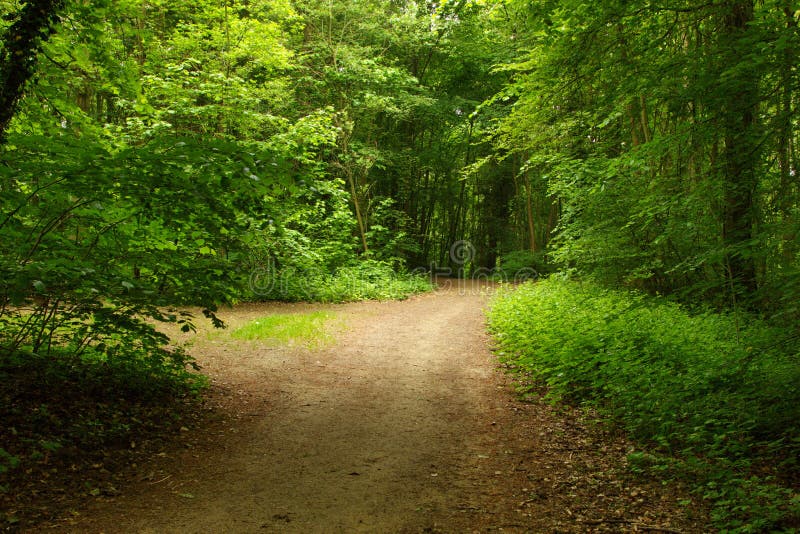 Glade in the green forest