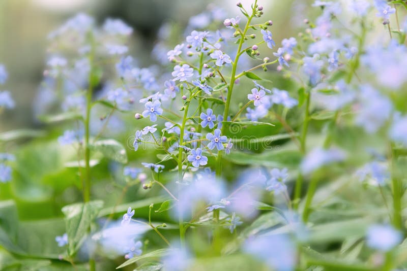 Glade of Small Blue Spring Flowers on Long Stems Stock Image Image of