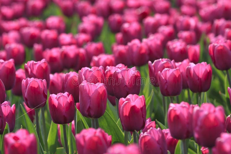 Glade of tulips