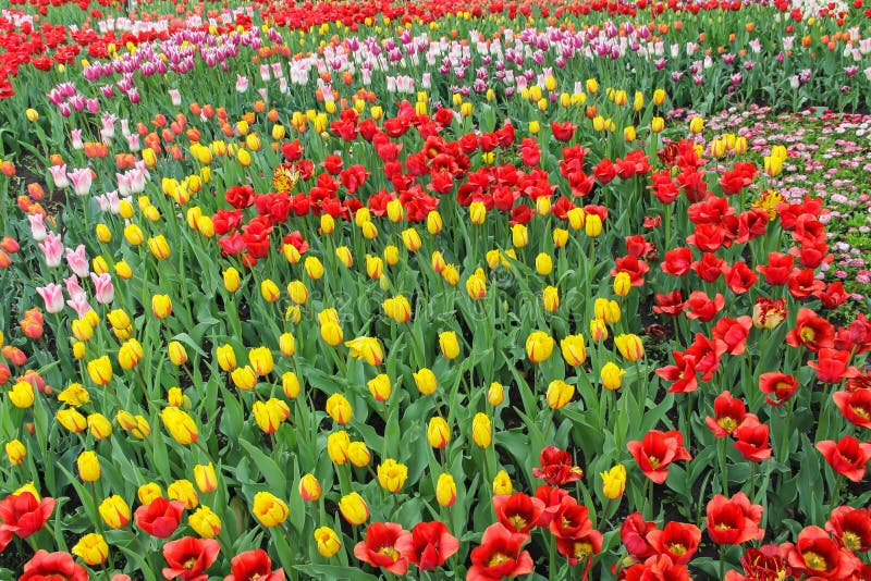 Glade of tulips with open and half-open buds of yellow, red, pink tulips in a spring meadow. Romantic spring background. royalty free stock images