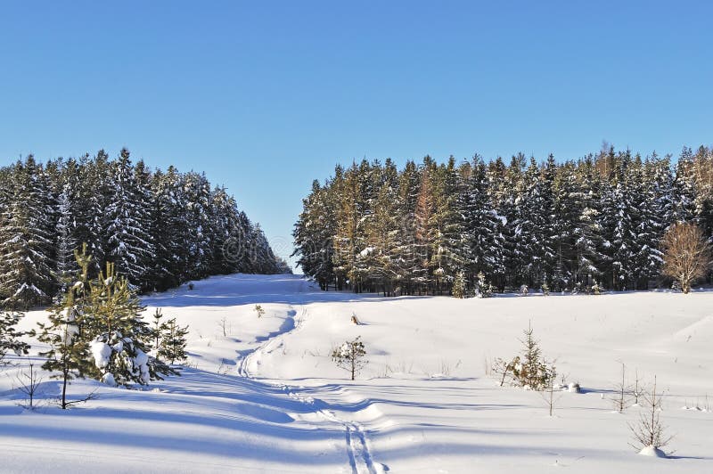 Glade in winter forest on sunny day