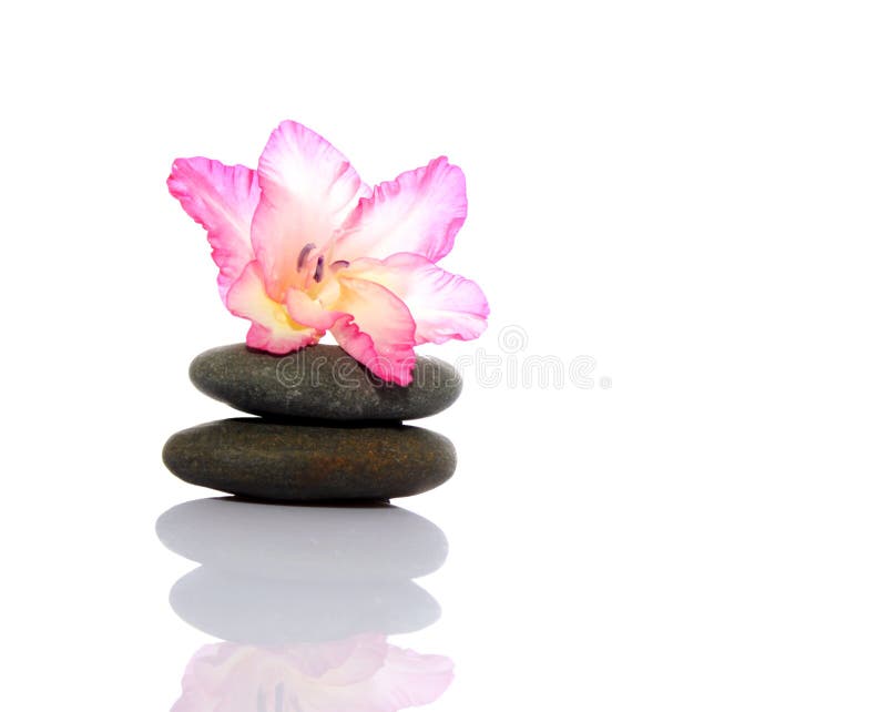 Gladiola and pebbles with inverted reflection on white background. Gladiola and pebbles with inverted reflection on white background