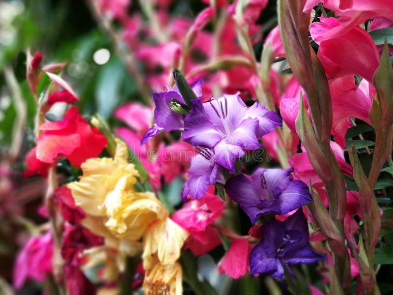 Gladiole-Blumen-Nahaufnahme stockbild Gladiole-Blumen-Nahaufnahme stockbild