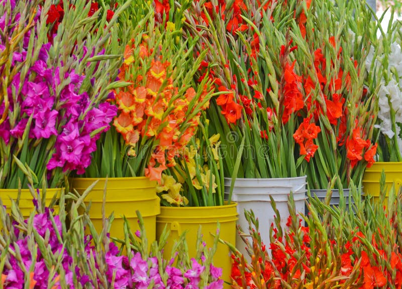 Gladioli przy rolnika rynkiem fotografia stock