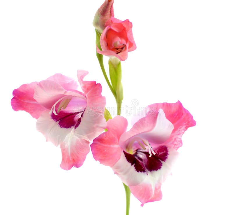 Gladiolo rosa isolato immagini stock Gladiolo rosa isolato immagini stock