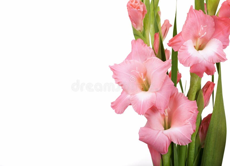 Gladiolos en blanco imagen de archivo. Imagen de travieso - 26479863