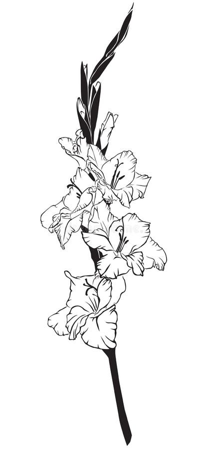 Premium Vector | Black small gladiolus tattoo minimalist gladiolus flower  tattoo wrist gladiolus tattoo simple