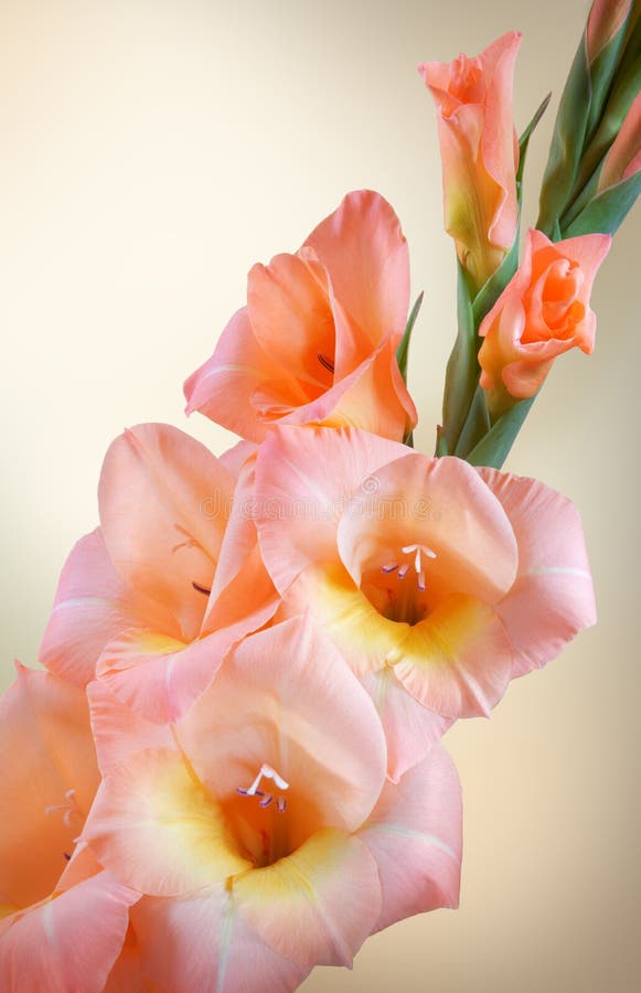 Gladiolus branch with pink flowers and buds