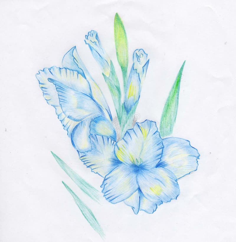 Как нарисовать гладиолус поэтапно для начинающих карандашом