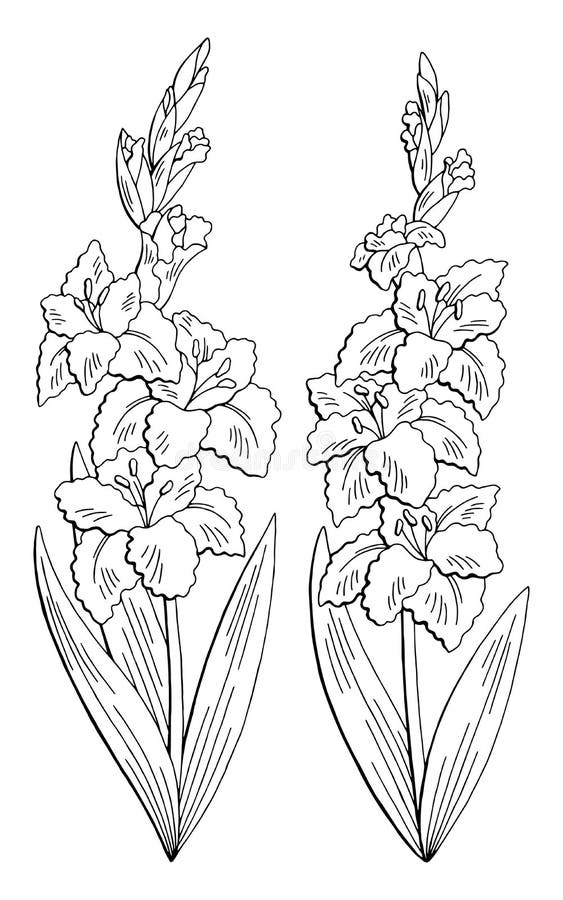 Gladiolus flower graphic black white isolated sketch set illustration vecto...
