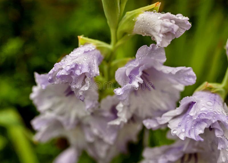 Light Purple Gladiolus Petals with Raindrops in the Early Morning Stock ...