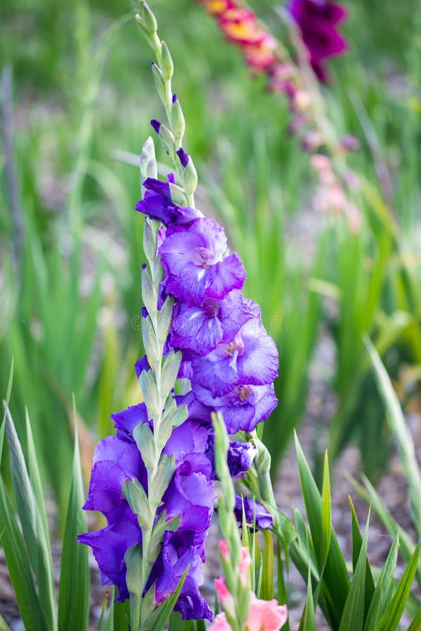 Gladiolus Roxo No Gladiolus De Campo No Campo Imagem de Stock - Imagem de  folha, flores: 191678905