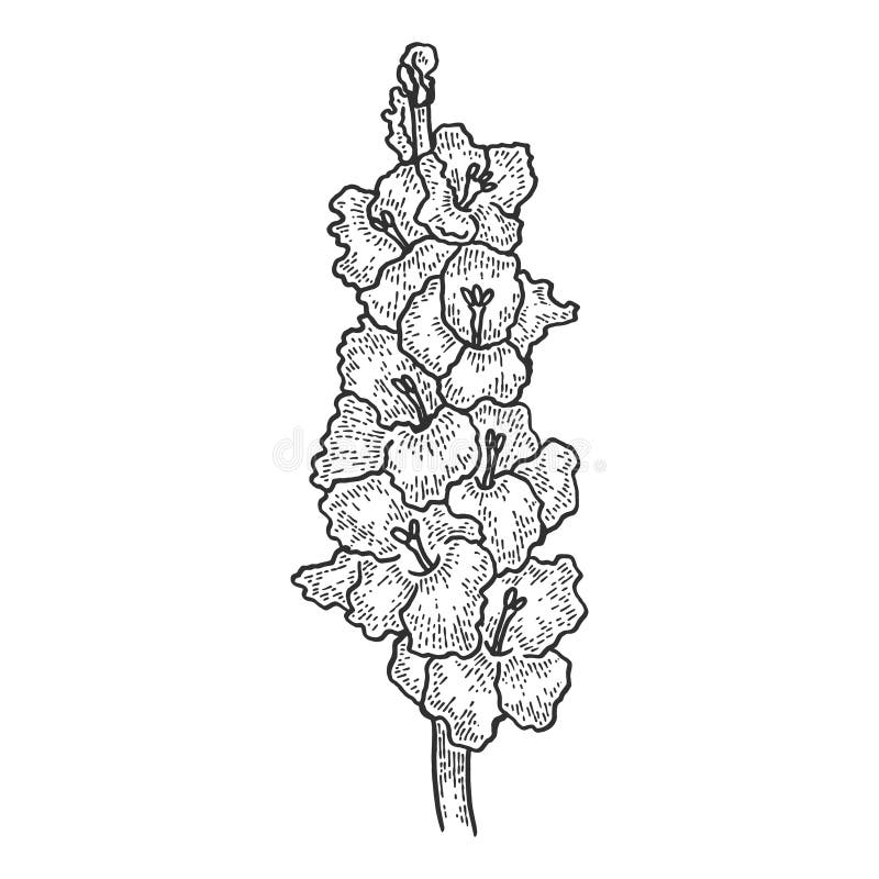 Gladiolus. Flower Illustration Isolated On White. Hand Drawing Stock