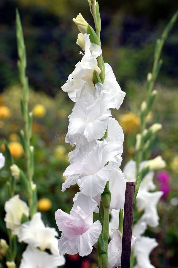Gladiolus, White Prosperity