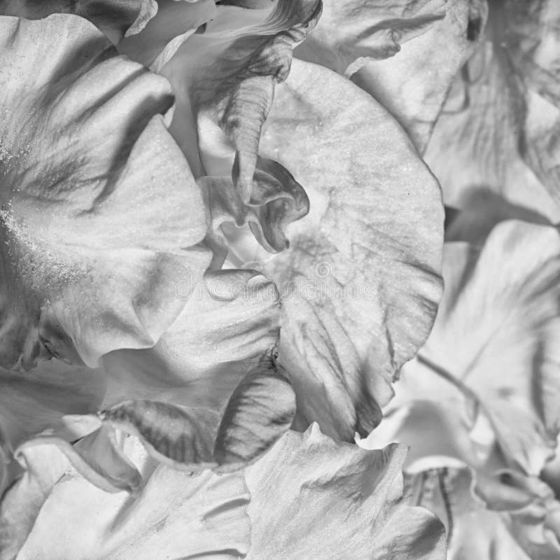 Gladioluses in bianco e nero immagine stock