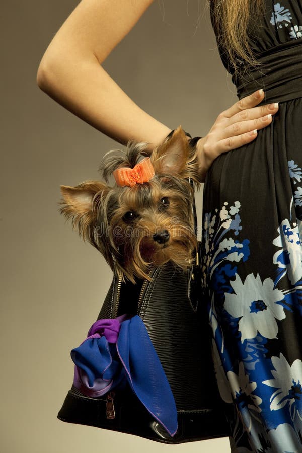 Glamor Frau mit Yorkshire-Terrier