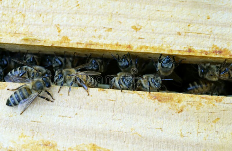 Glance into a beehive and the honey frames. Bees in a beehive. Apis mellifera. stock photography
