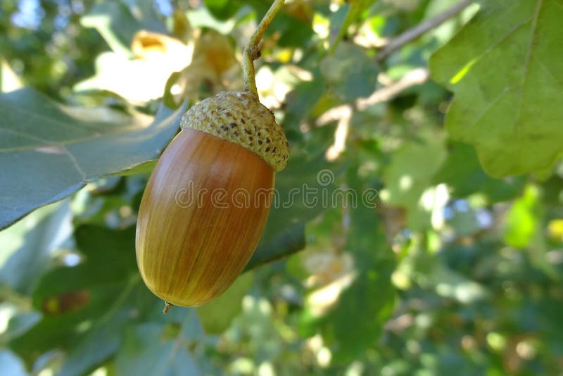 Bruits De Gateau De Gland Photo Stock Image Du Personne Bruits De Gateau De Gland Photo Stock Image Du Personne