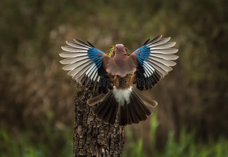 Glandarius del garrulus de Jay del eurasiático con las alas separadas imagenes de archivo Glandarius del garrulus de Jay del eurasiático con las alas separadas imagenes de archivo