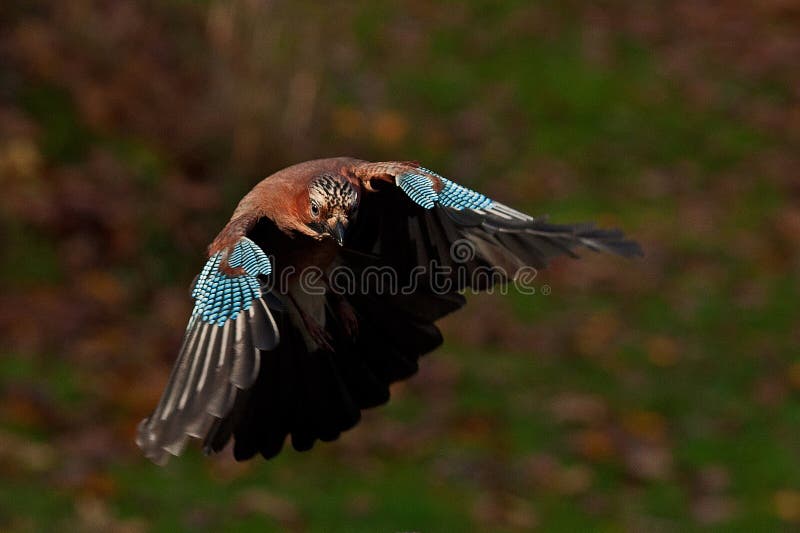 Glandarius Garrulus jay eurasian стоковые изображения rf Glandarius Garrulus jay eurasian стоковые изображения rf