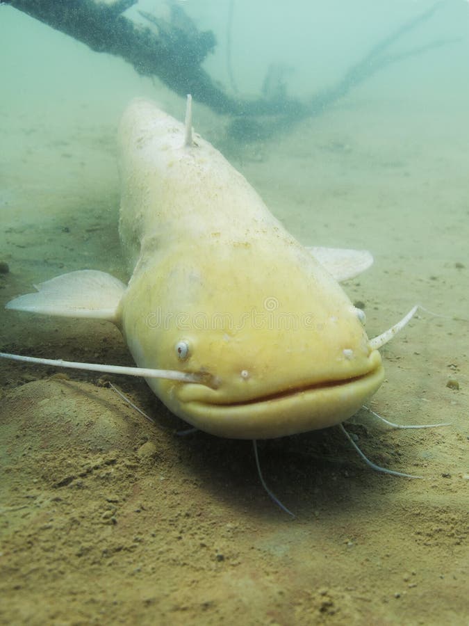 3 Poisson Chat Albinos Photos Libres De Droits Et Gratuites De Dreamstime