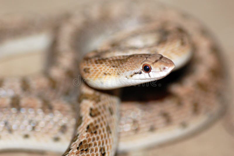 A common glossy snake at night in the California desert. A common glossy snake at night in the California desert