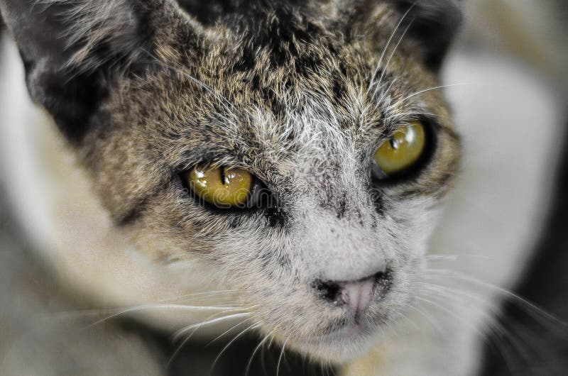 Glare stock photo. Image of random, sharp, streetphoto 262792222