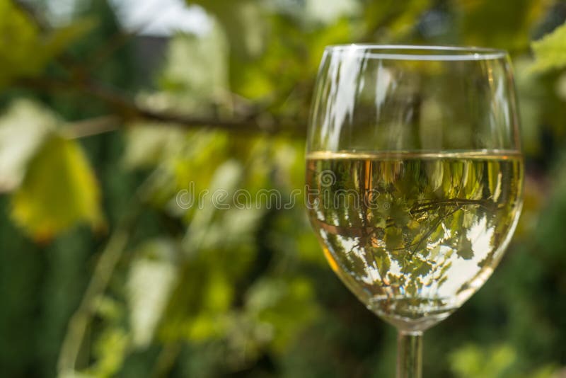 Glas Wein Im Garten Stockbild Bild Von Garten Glas 33965769