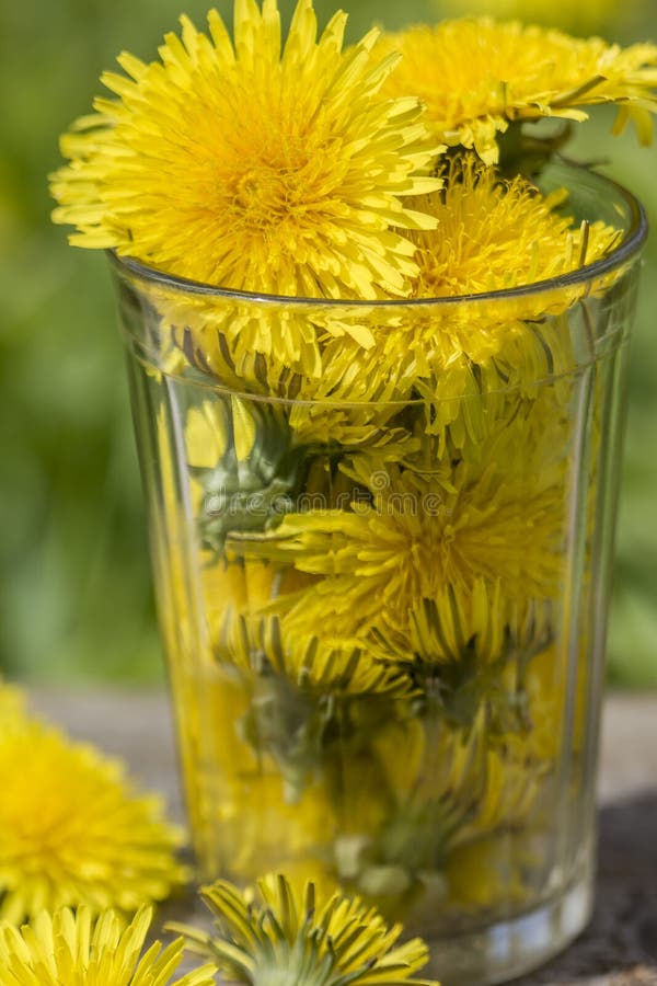 Glasbeker met gele taraxacum van paardebloembloemen officinale royalty-vrije stock afbeelding Glasbeker met gele taraxacum van paardebloembloemen officinale royalty-vrije stock afbeelding