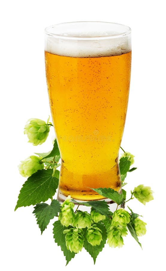Jug of Beer with Wheat and Hops Isolated on the White Background Stock