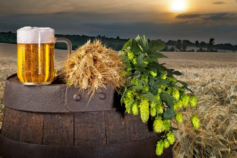 Glass of beer with hop cones stock images Glass of beer with hop cones stock images