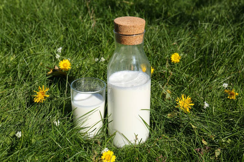 Glass and Bottle of Fresh Milk on Green Grass Outdoors Stock Photo ...