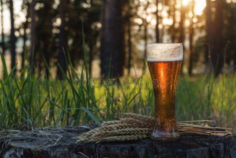 Glass of cold beer at sunset. Summer landscape. Recreation and relax. Fresh brewed ale stock image Glass of cold beer at sunset. Summer landscape. Recreation and relax. Fresh brewed ale stock image