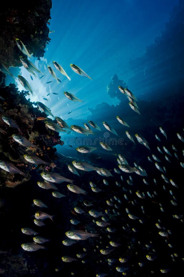 Reef and School of Glass Fish, Red Sea Stock Photo Image of