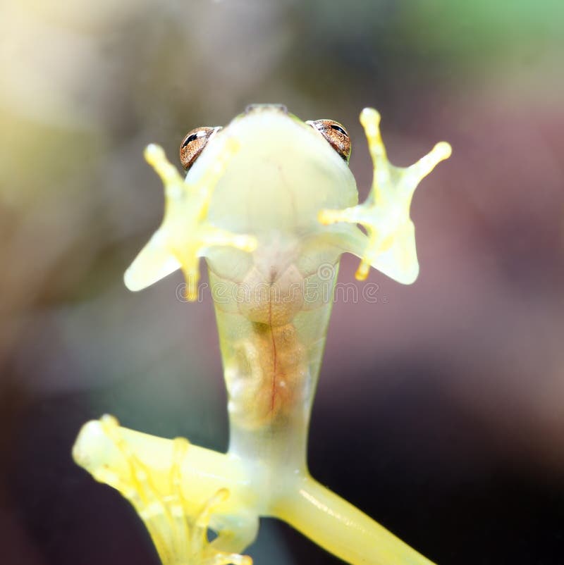 Yellow glass frog stock photo. Image of south, wildlife 19749084