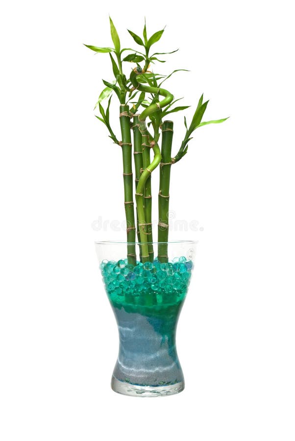 Bamboo in Black Vase stock photo. Image of curly, decoration 65462