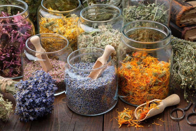 Dropper bottle of lavender essential oil, glass jar of dry lavender flowers,  bunches of dry lavender. Jars of different dry medicinal herbs on  background. Alternative medicine. Stock Photo