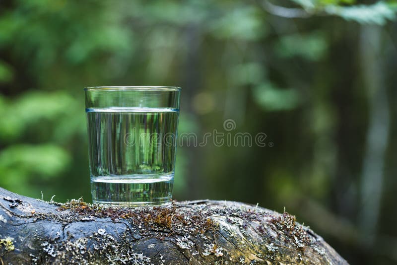 Glass of natural water stands on tree trunk in forest. Forest background blurred stock photo