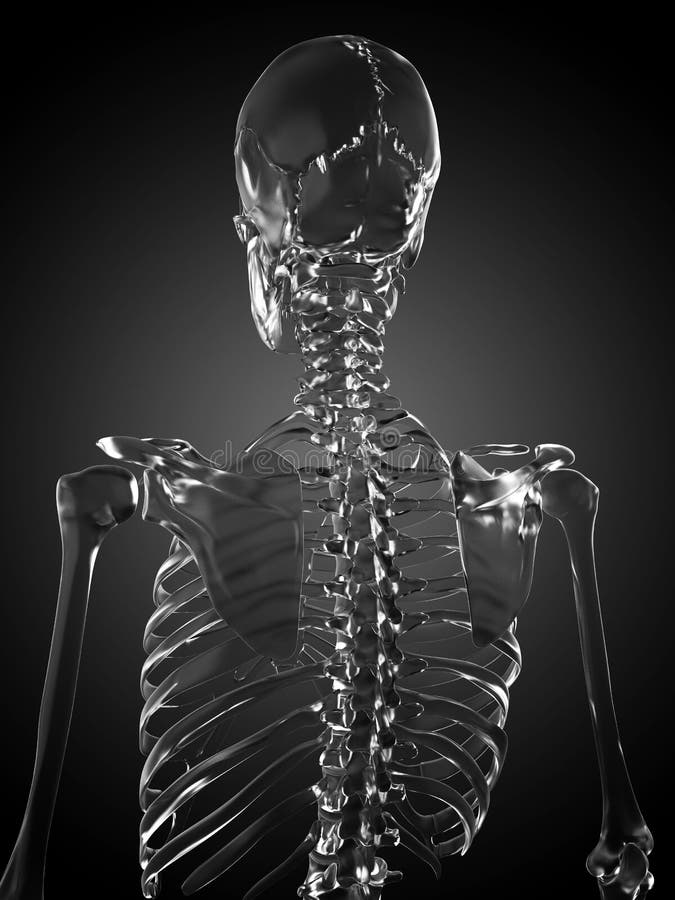Glass skeleton stock illustration. Illustration of skeleton - 30726627