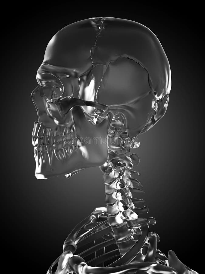 Glass skeleton stock illustration. Illustration of glass - 30726644