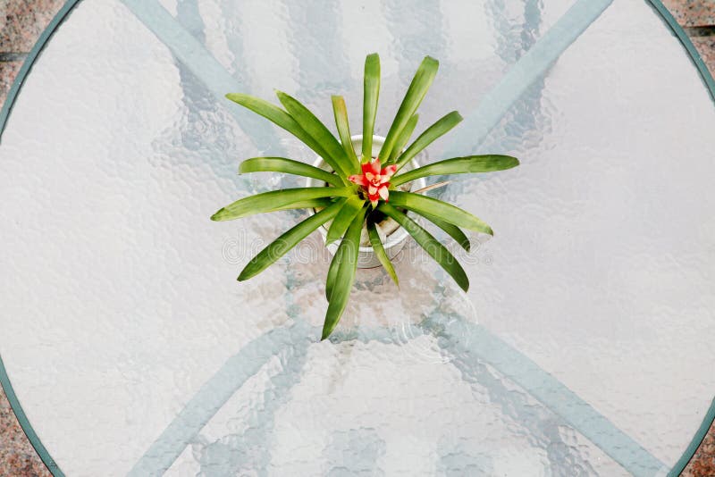 Glass table top with plant stock photo. Image of frosted 2008250