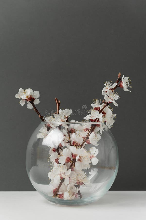 Glass Vase with Apricot Blossoming Branches on Gray Background. Vertical Frame Stock Image