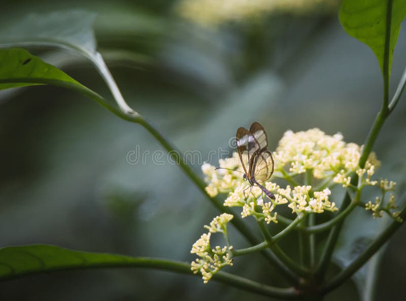 Glasswing butterfly (Greta annette) perching on a flower. Belgium Lagoon, Chiapas, Mexico.