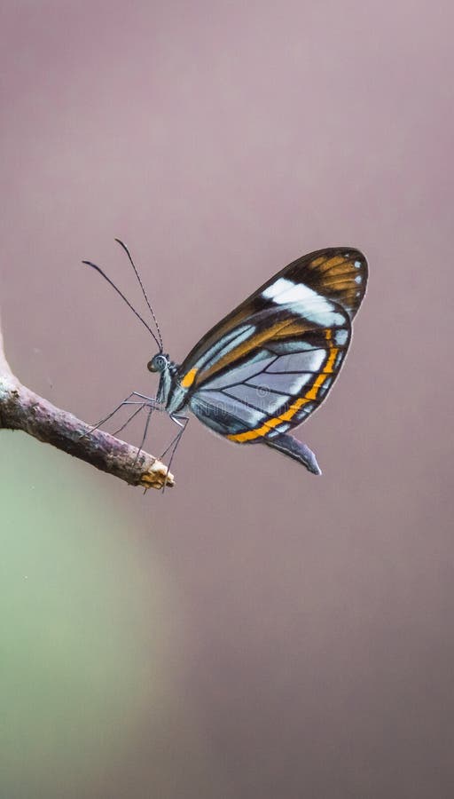 Glasswing butterfly (Greta annette) perched on a leaf. Belgium Lagoon, Chiapas, Mexico.