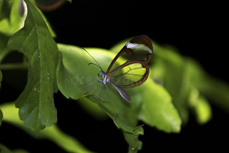 Glasswing Butterfly, Greta Oto