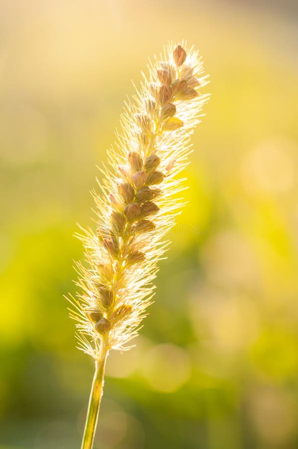 Glauca di pumila della setaria anche conosciuto come la coda di volpe gialla, coda di volpe dorata, immagine stock libera da diritti Glauca di pumila della setaria anche conosciuto come la coda di volpe gialla, coda di volpe dorata, immagine stock libera da diritti