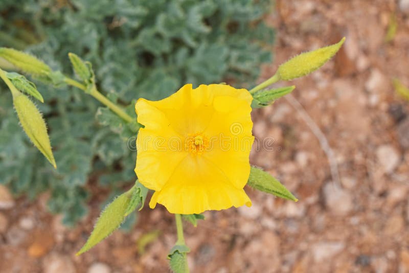 Glaucium flavum, yellow horned poppy flower , flora Iran