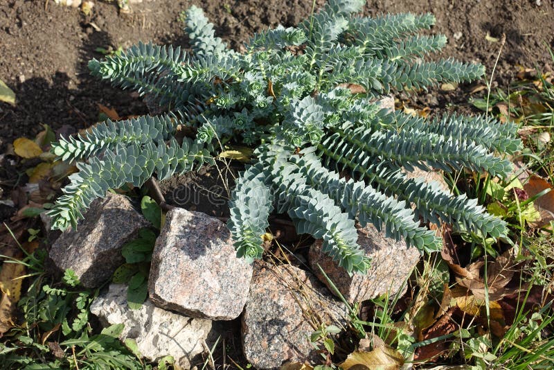 Glaucous foliage of euphorbia myrsinites royaltyfria bilder